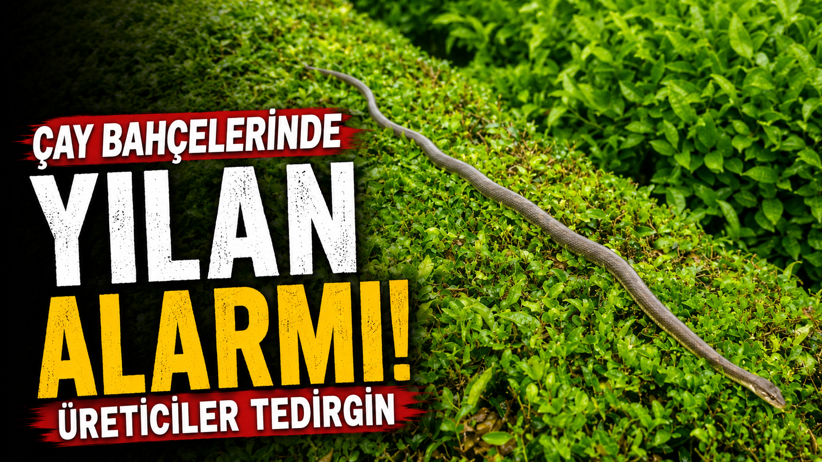 Çay Bahçelerinde Yılan Alarmı: Üreticiler Tedirgin