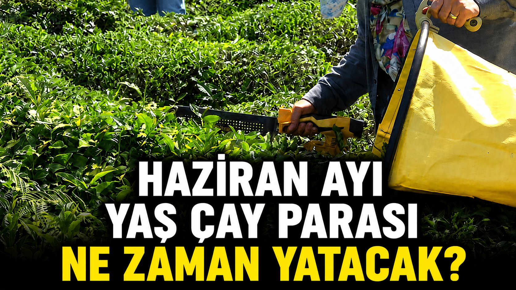 ÇAYKUR’da Haziran Ayı Yaş Çay Parası Ödeme Tarihi Netleşti mi?