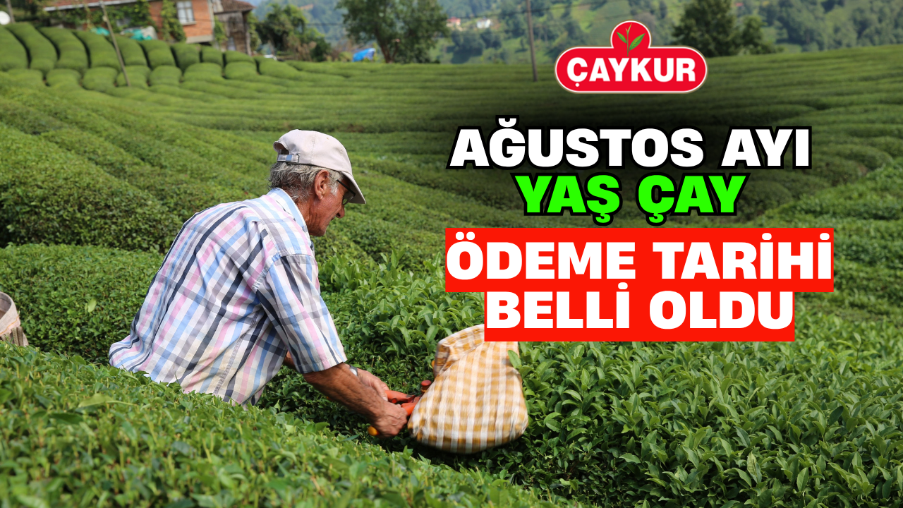 Çaykur Ağustos Ayı Yaş Çay Ödeme Tarihi Belli Oldu