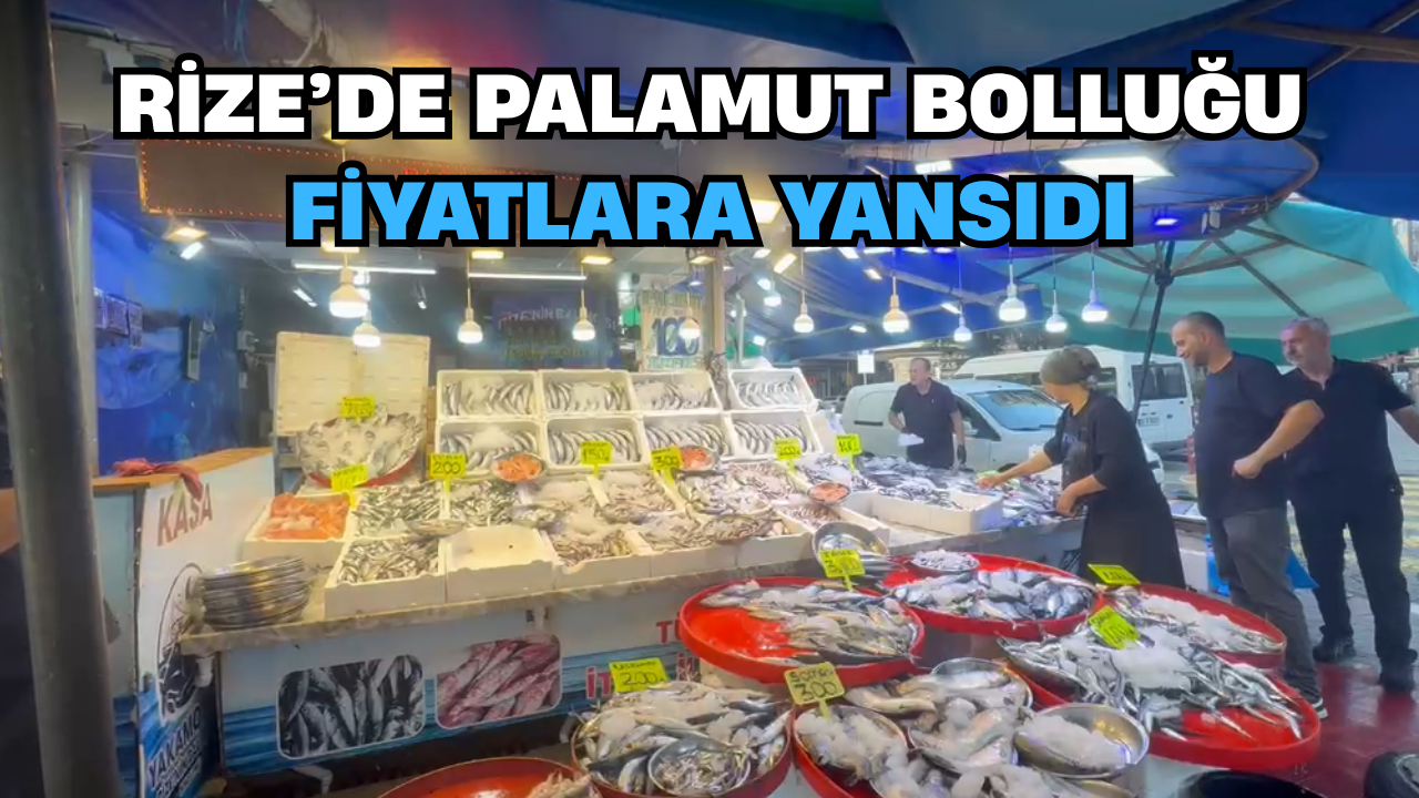 Rize’de Palamut Bolluğu Fiyatlara Yansıdı
