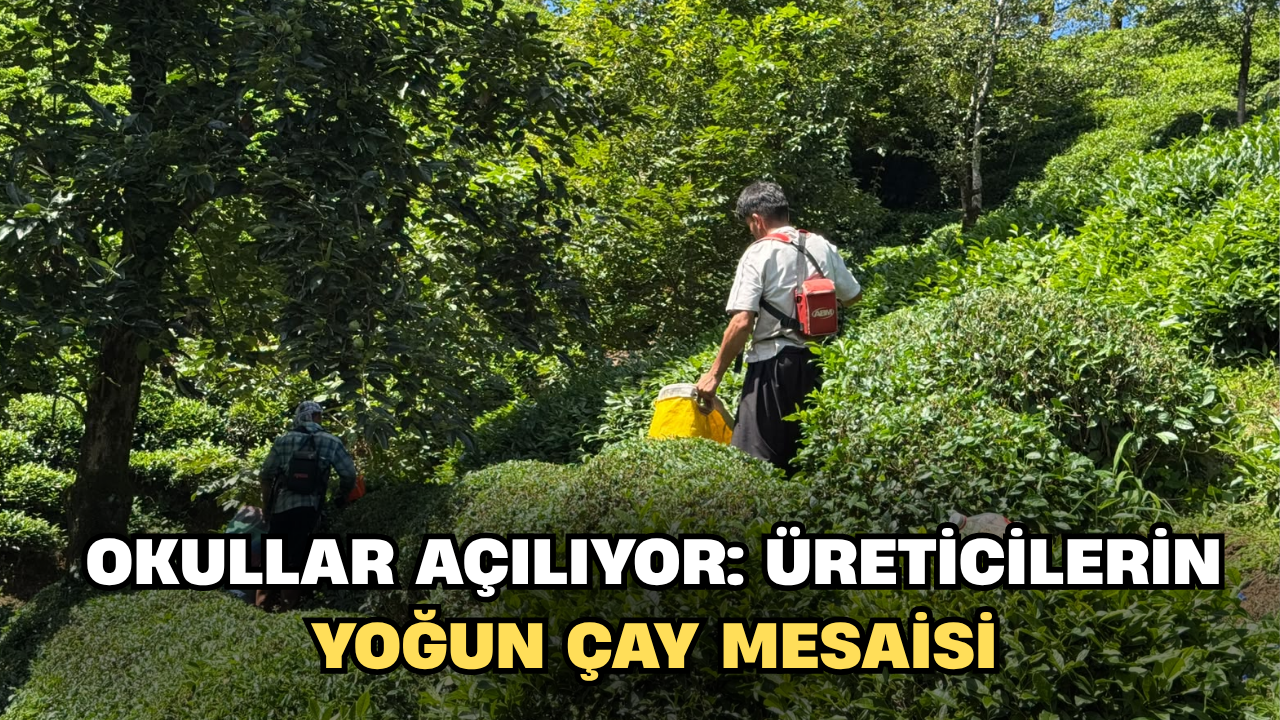 Okullar açılıyor: Üreticilerin Yoğun Çay Mesaisi