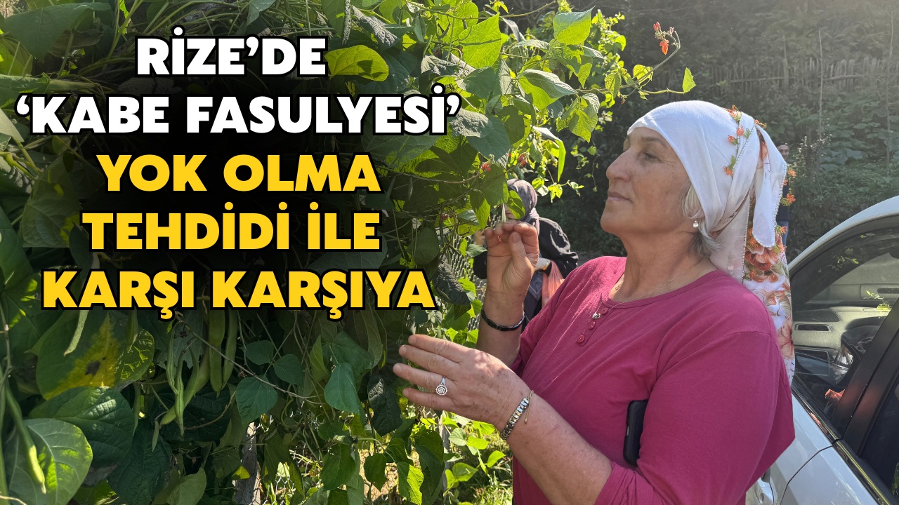 Rize’de Kabe Fasulyesi Olarak Biliniyor: Yok Olma Tehdidi İle Karşı Karşıya