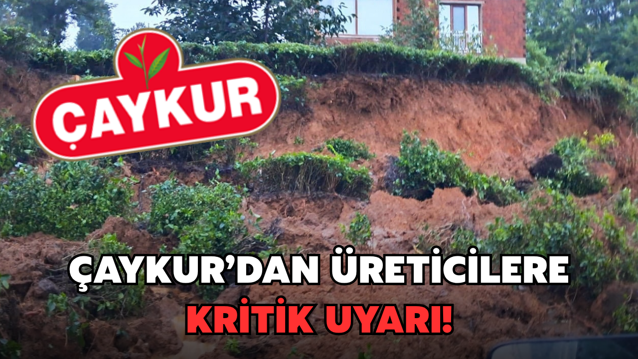 Çaykur'dan Üreticilere Kritik Uyarı: Uzak Durun!