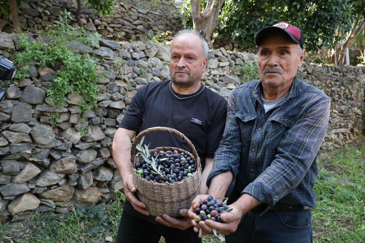 Artvin'de Butko Zeytininde 700 Ton Rekolte Bekleniyor