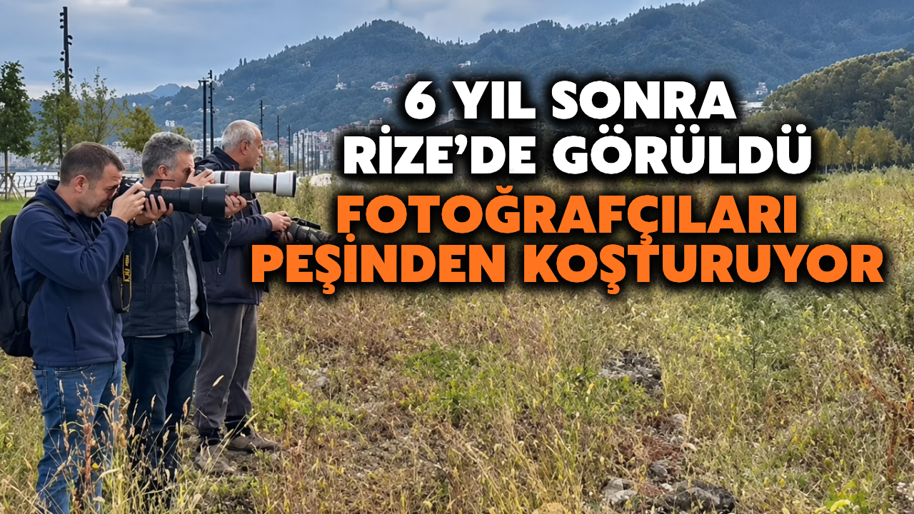 6 Yıl Sonra Rize'de Görüldü: Fotoğrafçıları Peşinden Koşturuyor
