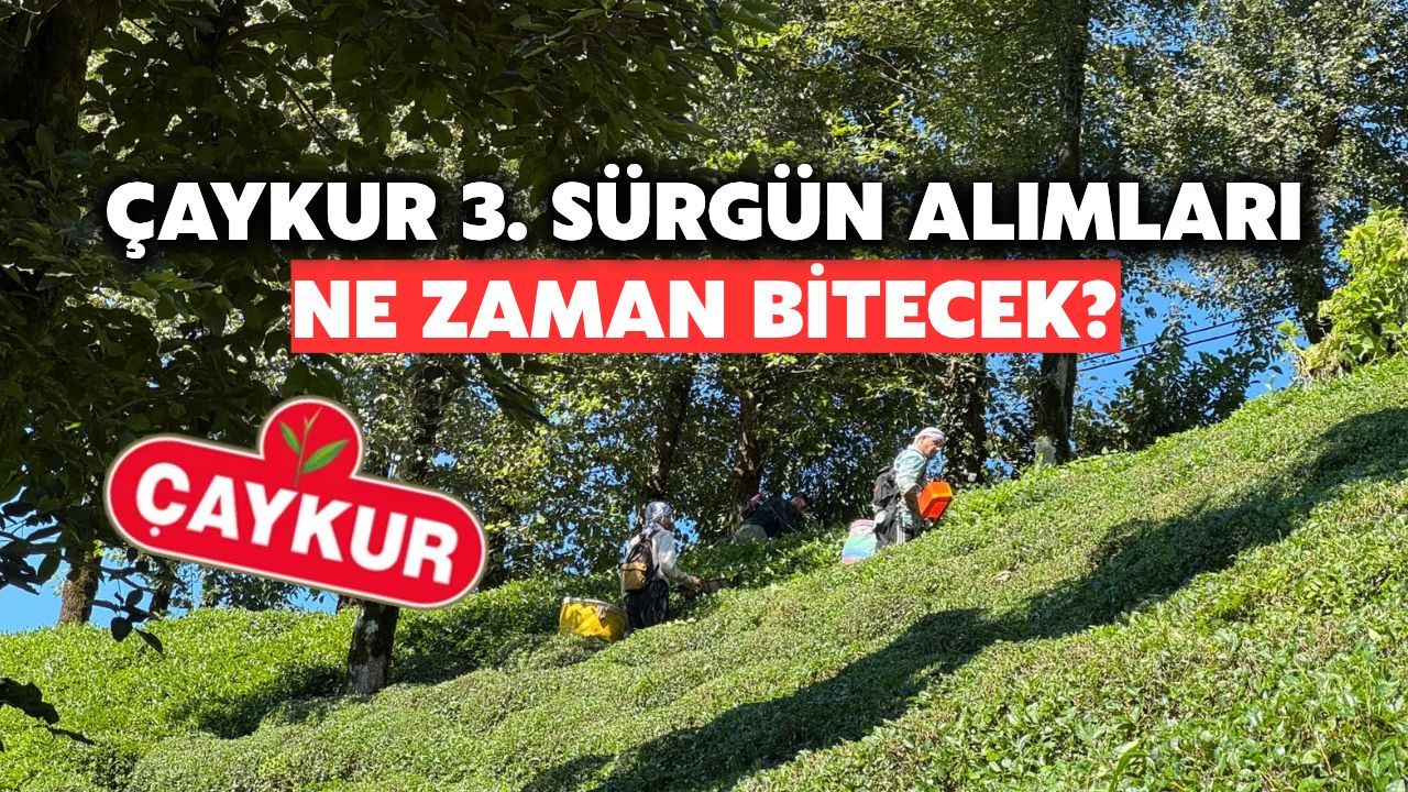 Çaykur 3. Sürgün Alımlarını Tamamlıyor